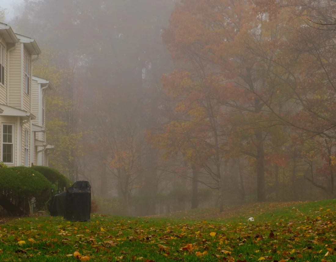 Fallen autumn leaves across a lawn in morning fog